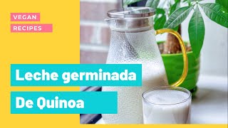 Como hacer leche vegetal de Quinoa germinada y Cañamo [upl. by Bradwell]