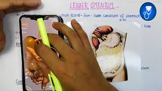 lesser omentum anatomy 3d  peritoneum anatomy  lesser sac anatomy [upl. by Huey]