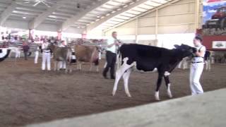 Dairy Showmanship Reasons [upl. by Hardman557]