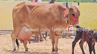 26 L top breed top quality gir cross gir lendo with femalecalf aravalidairyfarm9983954391 [upl. by Nnahaid]