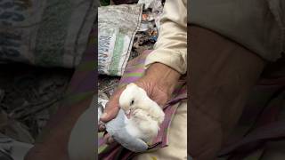 Jama masjid kabootar market Delhi 2024 kabootarbazi kabootar pigeon birds shortsfeedshortvideo [upl. by Northey]