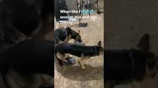 Female German shepherd drinking water during mating [upl. by Rizika]