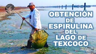 Obtención de espirulina del Lago de Texcoco [upl. by Sybila]