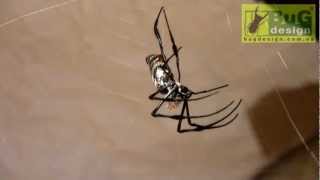 Nephila madagascariensis female molting [upl. by Anoerb]