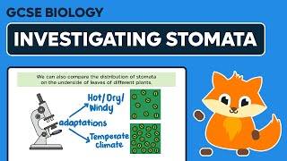 Investigating Stomata  GCSE Biology [upl. by Anaejer]