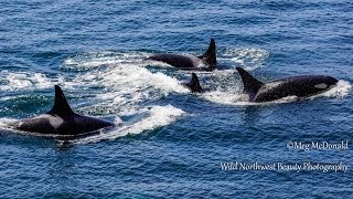 Southern Resident Killer Whales Loving Family Reunion HD [upl. by Dulcy]