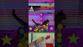 Cat Attempts Colourful Obstacle Course  1501954 [upl. by Atirehgram814]