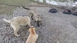 Anatolian Shepherd puppies 4 months old 1172021 [upl. by Nasho]