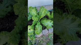 From Seed to Harvest The Amazing Growth of My Mustard Greens Using the Cut and Come Again Technique [upl. by Ainatnas656]