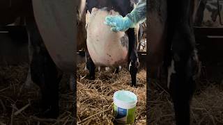 Infection mastitis cow farming cow milkingmachinery milking animals [upl. by Nalahs]