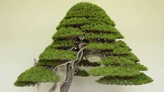 Juniper Bonsai care [upl. by Ettelimay]