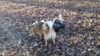 Full Grown Pomsky Playing with Huskies [upl. by Puna]