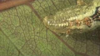 Syrphid fly maggot [upl. by Osric9]