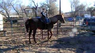 ECH MR INDICATIVE AQHA STALLION W 5 YR OLD BOY RIDING [upl. by Dorelle]