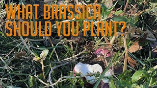 What Brassica Species Should You Plant in Your Food Plot [upl. by Orford]