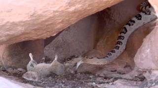 Great Basin Rattlesnake Eating Pack Rat [upl. by Valaree344]