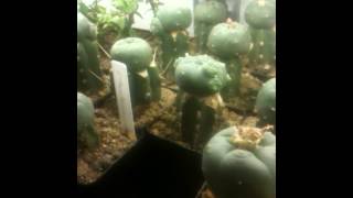 Lophophora williamsii grafted on Trichocereus pachanoi stock [upl. by Selie]