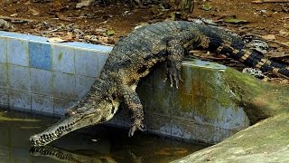 Le crocodile à museau mince le plus rare dAfrique est menacé dextinction [upl. by Bjorn]