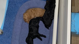 Phantom Goldendoodle litter settling in for the night [upl. by Alisun768]