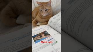 Math Cats SECRET Life Revealed cat [upl. by Sauer]