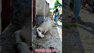 prank with dog part 227 comedyunfrezemyaccount funnyshortsytshortsindianarmyTrendingvideos [upl. by Handbook]