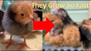 Chicks Growing Up 0 to 8 Weeks [upl. by Gelhar]