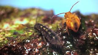 Elongated springtail meets globular relative [upl. by Evod]