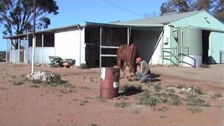 Horse bites man on hand when giving it a treat [upl. by Nazus]