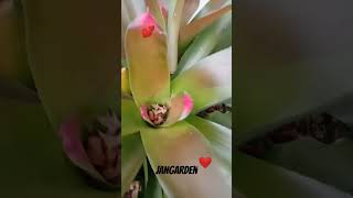 Bromeliad gardens naturalplants natureplants houseplants flowerplants nature leavesleaflove [upl. by Laleb407]