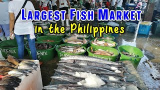 LARGEST FISHING PORT AND SEAFOOD MARKET in the Philippines  Metro Manilas NAVOTAS FISH PORT [upl. by Kalina953]