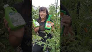 How to identify amp treat for mealybugs organically mealybugs organicgardening vegetablegarden [upl. by Ydur]