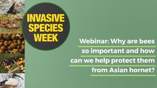 Webinar Why are bees so important and how can we help protect them from Asian hornet [upl. by Joslyn]