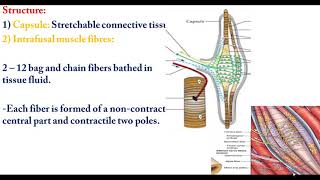 Functional structure of receptors 3 muscle spindle Golgi tendon organ and clinical case [upl. by Diskin]