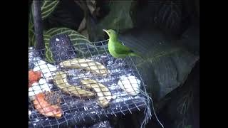 Green honeycreepers Asa Wright Nature Centre Trinidad [upl. by Muhan]