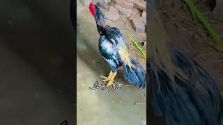 Sawa Jawa 😎🆒adilsarobaywala birds viralvideo [upl. by Cuttie]