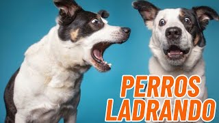 Sonidos para Perros  PERROS LADRANDO  Barking Dogs [upl. by Aelber422]