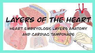 LAYERS OF THE HEART I PericardMyocardEndocard Embriyology and Cardiac Tamponade [upl. by Aguayo]