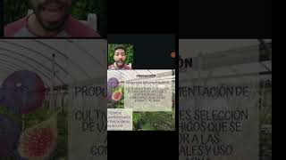 video clipelaboración del dulce de brevas a partir de los frutos de la higuera Ficus carica💚👨‍🌾 [upl. by Bonucci]