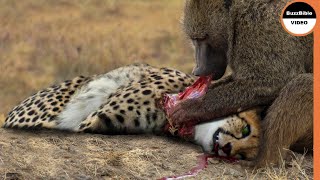 Cheetah Cubs Life is Taken By Baboons in Its Mothers Absence [upl. by Rabaj595]