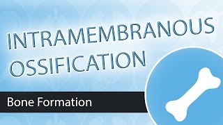 Intramembranous Ossification [upl. by Lodi]