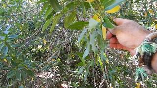 Coffeberry and California BayMedicinal Plants of the Native Californians [upl. by Nnaillek]