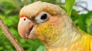 Pineapple conure sounds  I am a parrot who lives alone parrot sound [upl. by Paige31]