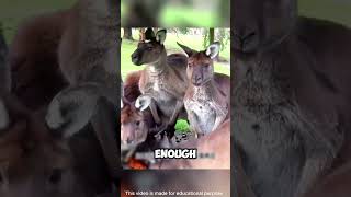 Hunter’s Genius Disguise Outsmarts Bold Kangaroos shorts viralvideo [upl. by Hada574]