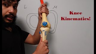 Knee Kinematics Medial and Lateral Menisci Screw Home Mechanism [upl. by Dwain]