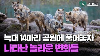 늑대 14마리 공원에 풀어놓자 일어난 놀라운 변화 [upl. by Star]