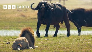 Lion Cubs vs Buffalo Herd Will they escape  BBC Earth [upl. by Atterys732]