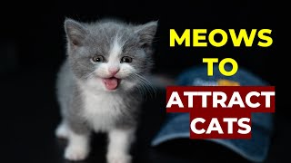 Kitten meows to ATTRACT CATS Make Your Cat Come to You [upl. by Yelrebmik]