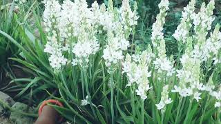 Care Of Ornithogalum Flower Plant  Care Of Chincherinchee Flower Plant [upl. by Malvino183]