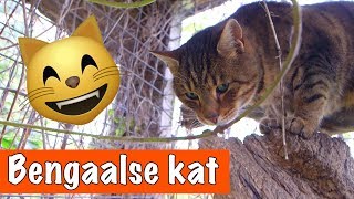 Bengaalse kat🐱  DierenpraatTV [upl. by Ahsiem642]