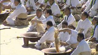 Kava Clubs and Black Fowls  Tales from Te Papa episode 120 [upl. by Liagaba847]